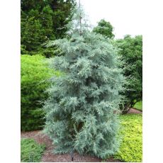 Mavi Selvi Aşılı Servi Cupressus Sempervirens Arizona Glauca 40-50 cm