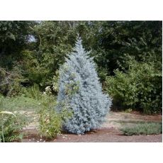 Mavi Selvi Aşılı Servi Cupressus Sempervirens Arizona Glauca 20 Cm