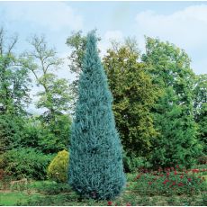 Mavi Selvi Aşılı Servi Cupressus Sempervirens Arizona Glauca 100-120 cm