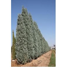 Mavi Selvi Mavi Servi Aşılı Cupressus Sempervirens Arizona Glauca 200-225 cm