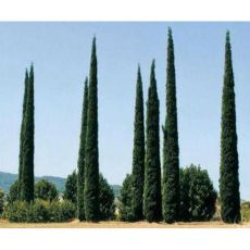 Sütun Servi Kalem Selvi İthal Aşılı Cupressus Sempervirens Pyramidalis 225-250 Cm