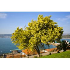  Mimoza Ağacı Acacia Dealbate 100-120 Cm