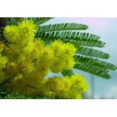 Mimoza Ağacı Acacia Dealbata 200-220 Cm