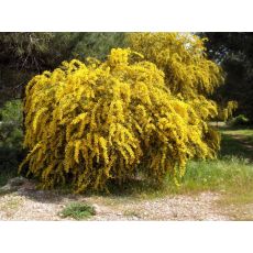 Mimoza Ağacı Acacia Dealbata 200-220 Cm