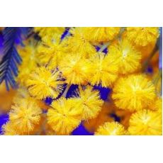 Mimoza Ağacı Acacia Dealbata 200-220 Cm