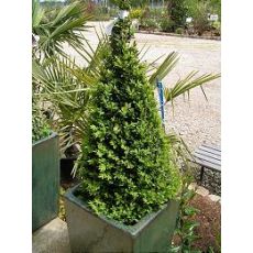 Piramit Şimşir Buxus Sempervirens Pyramidalis Yerli 120-140 Cm