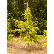 Himalaya Sediri Sarı Cedrus Deodora Aurea 200-225 Cm