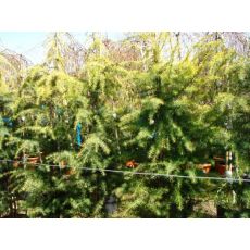 Himalaya Sediri Sarı Cedrus Deodora Aurea 200-225 Cm