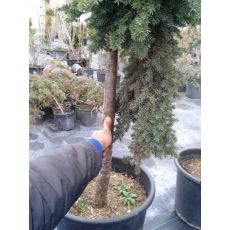 Sürünücü Ardıc İbuki Ardıcı Juniperus Procumbens Nana 130-140 Cm