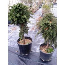 Sürünücü Ardıc İbuki Ardıcı Juniperus Procumbens Nana 130-140 Cm