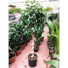 Tek Spiral Benjamin Ficus 160-180 Cm