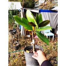 Yaprak Dökmeyen Manolya Aşılı Magnolia Grandiflora 40-60 Cm