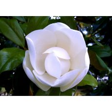 Yaprak Dökmeyen Manolya Aşılı Magnolia Grandiflora 120-140 Cm