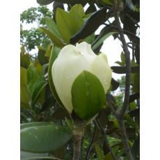 Yaprak Dökmeyen Manolya İthal Aşılı Tijli Magnolia Grandiflora
