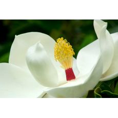 Yaprak Dökmeyen Manolya Aşılı Magnolia Grandiflora 150-175 Cm