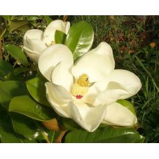 Yaprak Dökmeyen Manolya İthal Aşılı Magnolia Grandiflora 220-250 Cm