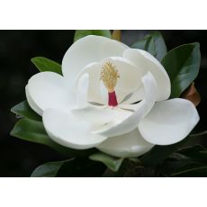 Yaprak Dökmeyen Manolya Yerli Aşılı Magnolia Grandiflora