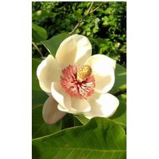 Yaprak Dökmeyen Manolya İthal Aşılı Magnolia Grandiflora 275-300 Cm