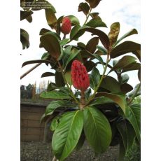 Yaprak Dökmeyen Manolya İthal Aşılı Magnolia Grandiflora 300-325 Cm