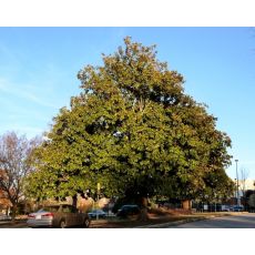 Yaprak Dökmeyen Manolya İthal Aşılı Magnolia Grandiflora 220-250 Cm