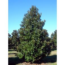 Yaprak Dökmeyen Manolya İthal Aşılı Magnolia Grandiflora 250-275 Cm