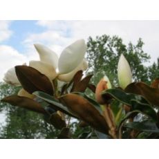 Yaprak Dökmeyen Manolya Yerli Aşılı Magnolia Grandiflora