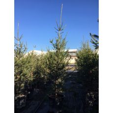 Yılbaşı Ağacı Batı Ladini Picea Abies 250-275 Cm