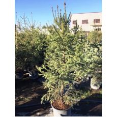 Yılbaşı Ağacı Batı Ladini Picea Abies 200-225 Cm