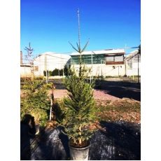 Yılbaşı Ağacı Batı Ladini Picea Abies 150-175 Cm