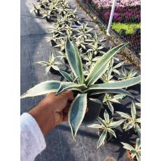 Agav Amerikana Alacalı Agave Americana Marginata 20 Cm Çapı