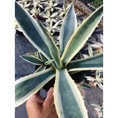 Agav Amerikana Alacalı Agave Americana Marginata 20 Cm Çapı