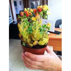 Aşkın Gözyaşları Çiçeği Ekeverya Echeveria Glauca Sukulent