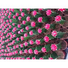 Kaktüs Aşılı İthal Pembe Çiçekli Cactus Succulent