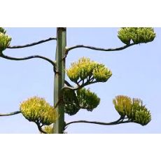 Sarı Sabır Agave Americana 70-90 Cm