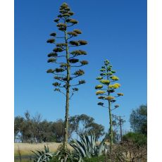 Sarı Sabır Agave Americana 40-50 Cm