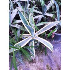 Agav Amerikana Alacalı Agave Americana Marginata 40 Cm Çapı