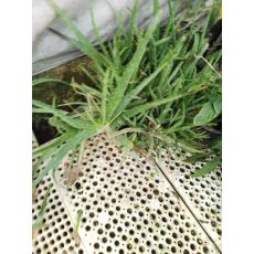 Aloe Vera Çiçeği Bitkisi Çok Yapraklı Büyük Boy