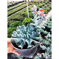 Aşkın Gözyaşları Kıvırcık Yapraklı Ekeverya Echeveria Glauca Sukulent 20 Cm Çapı