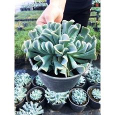 Aşkın Gözyaşları Kıvırcık Yapraklı Ekeverya Echeveria Glauca Sukulent 20 Cm Çapı