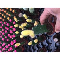 Kaktüs Aşılı Parmak Modeli Cactus Succulent 