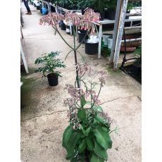 Sukulent Lüle Çiçekli Kalanchoe laetivirens 20-25 Cm