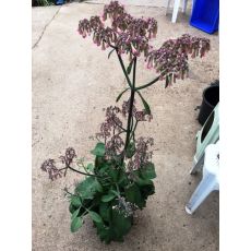 Sukulent Lüle Çiçekli Kalanchoe laetivirens