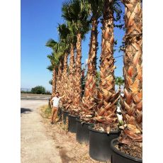 Tüysüz Palmiye Şamarobs Washington Filifera 500 Cm