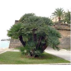 Çok Gövdeli Bodur Palmiye Chamaerops Humilis 60-80 Cm