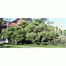 Çok Gövdeli Bodur Palmiye Chamaerops Humilis 60-80 Cm