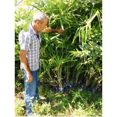 Tüylü Palmiye Chamaerops Excelsa Yapraklı  Boyu 175-200 Cm