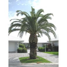 Fenix palmiye yalancı hurma Palmiyesi Phoenix Canariensis 40 Cm Gövde boyu