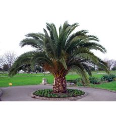 Fenix palmiye yalancı hurma Palmiyesi Phoenix Canariensis 275 Cm