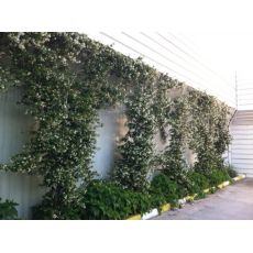 Arap Yasemini Çiçeği jasminum Officinale Grandiflorum 140-150 Cm