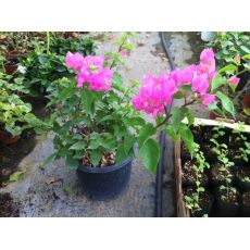 Bodur Begonvil Fidanı Çiçeği Pembe Bougainvillea Glabra 25-30 Cm Çapı